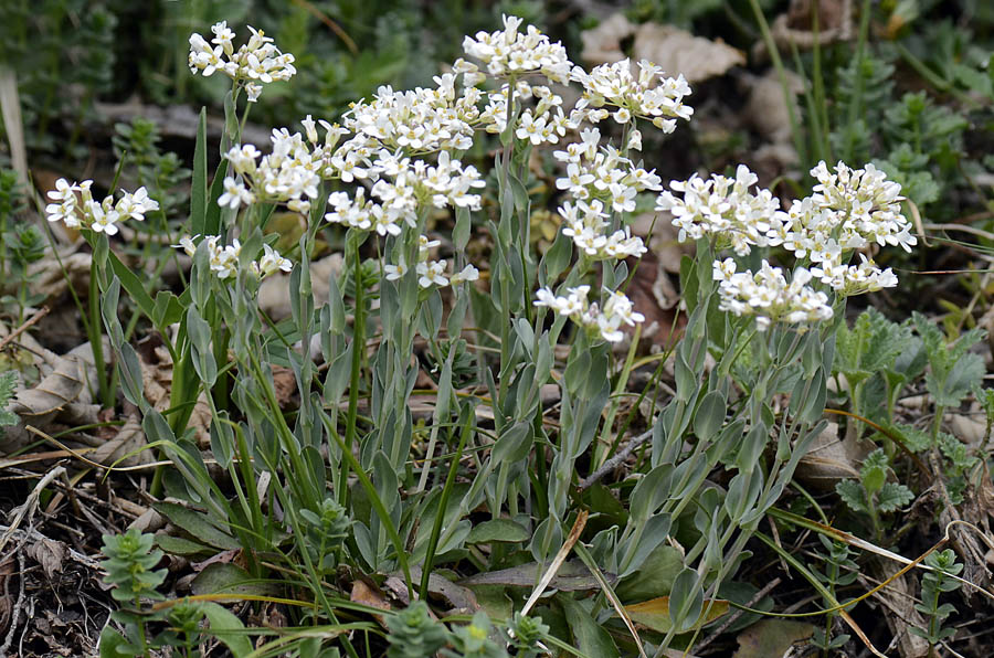 Microthlaspi perfoliatum (=Thlaspi perfoliatum ) / Erba storna perfogliata